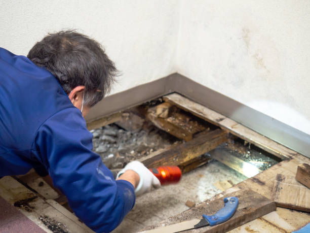 Best Local Mold Removal Service  in Wahese, NC