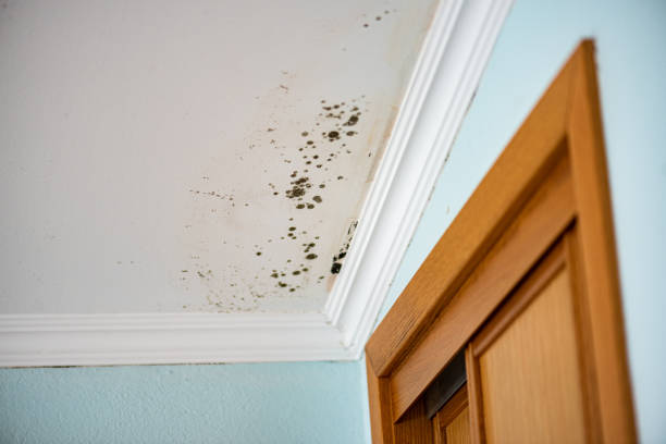 Best Mold Testing  in Wahese, NC