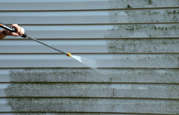 Best Toxic Mold Removal  in Wahese, NC
