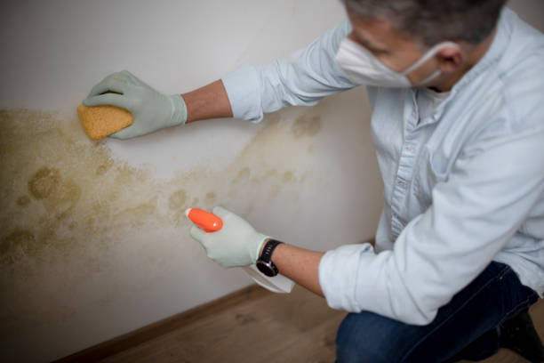 Best Residential Mold Removal  in Wahese, NC