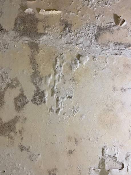 Best Professional Mold Removal  in Wahese, NC