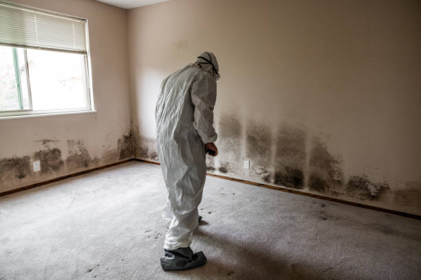 Best Affordable Mold Removal  in Wahese, NC