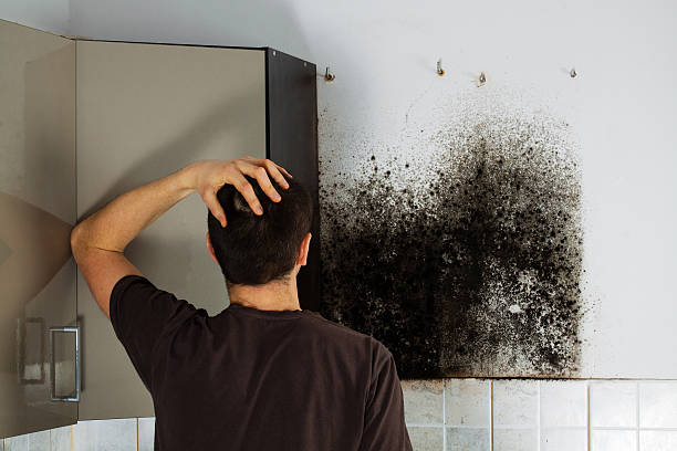 Best Mold Remediation Services  in Wahese, NC