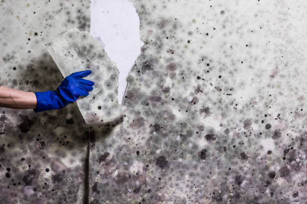 Best Crawl Space Mold Removal  in Wahese, NC